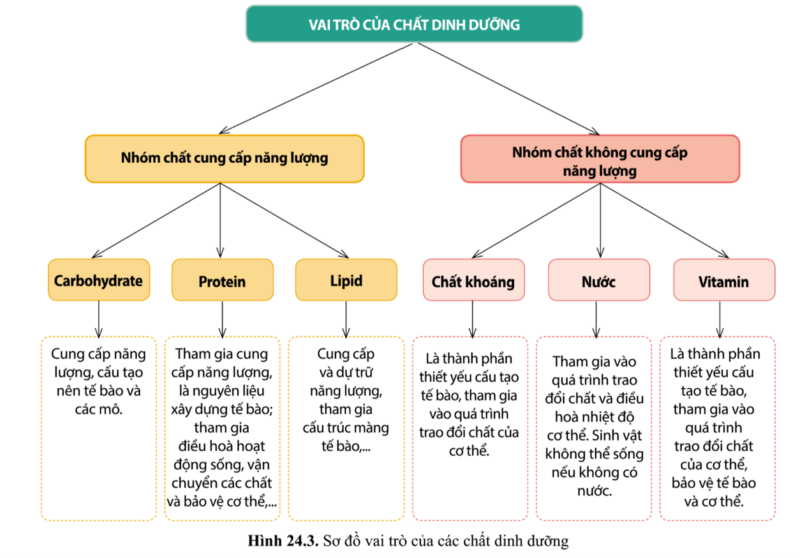 vai trò của carbohydrate cho cơ thể