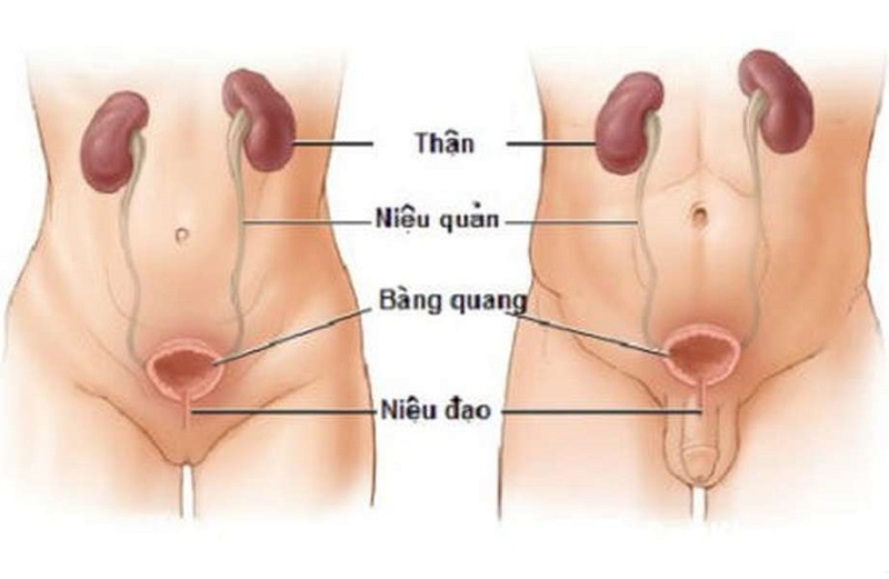Viêm Đường Tiết Niệu Là Gì?