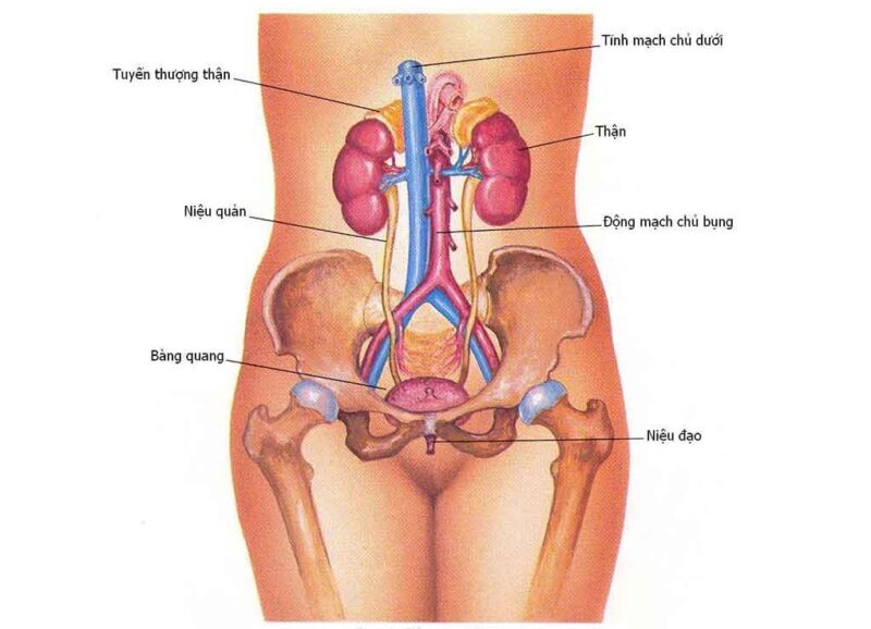 Triệu chứng bệnh viêm liệt cường