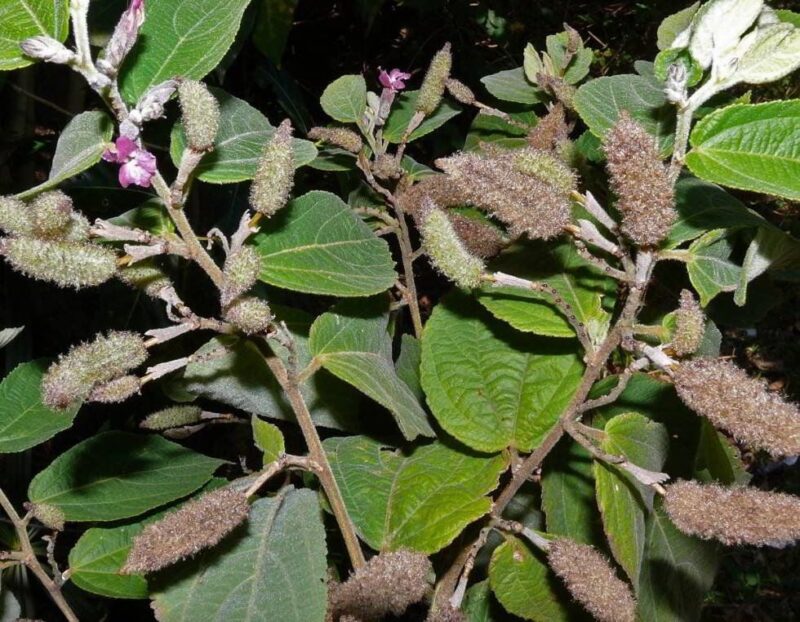 Cây An Xoa Là Gì?