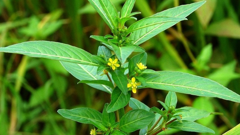 cây rau mương là gì và phân tích nguồn gốc