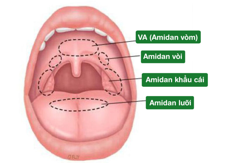 Chức vụ của Amidan
