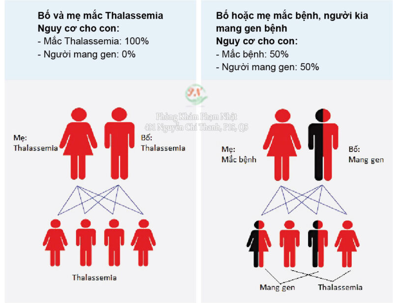 Bệnh Thalassemia là gì?