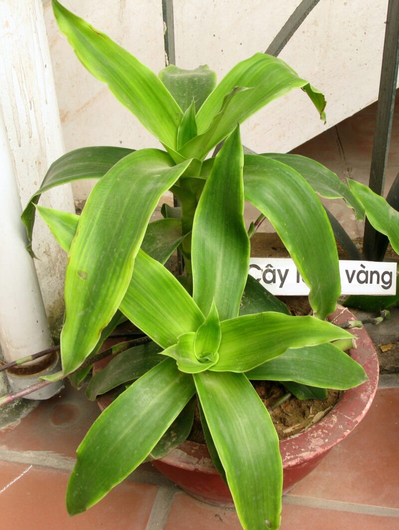 cây lược vàng là gì và nguồn gốc của cây lược vàng