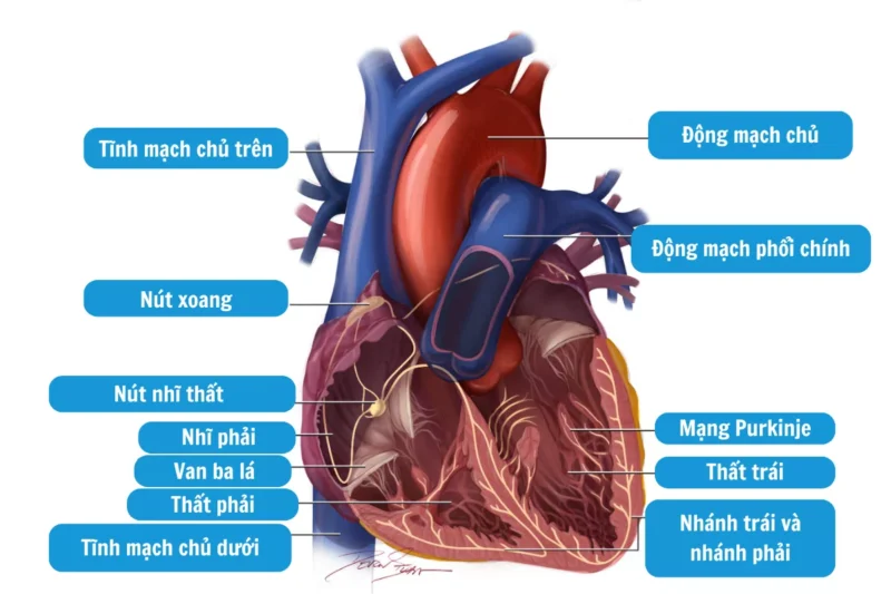 Các Yếu Tố Ảnh Hưởng Đến Nhịp Tim