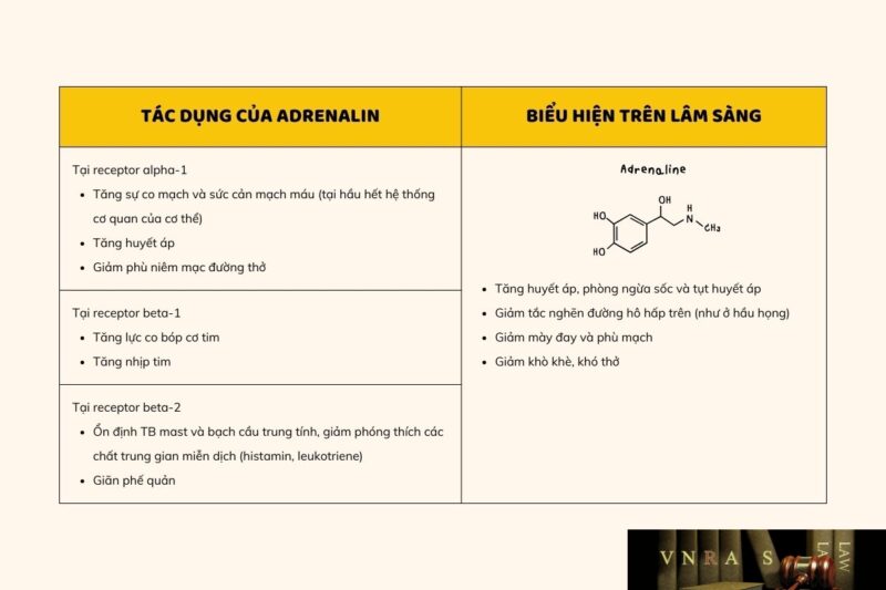 Tác dụng của adrenaline trong cơ thể