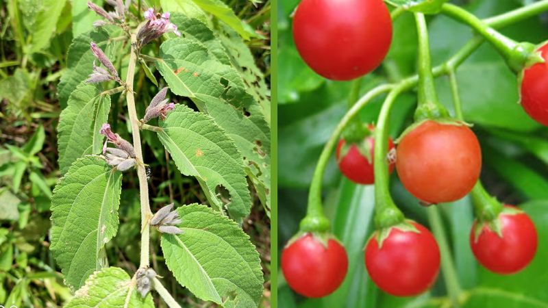 Cách sử dụng Công cụ An Xoa