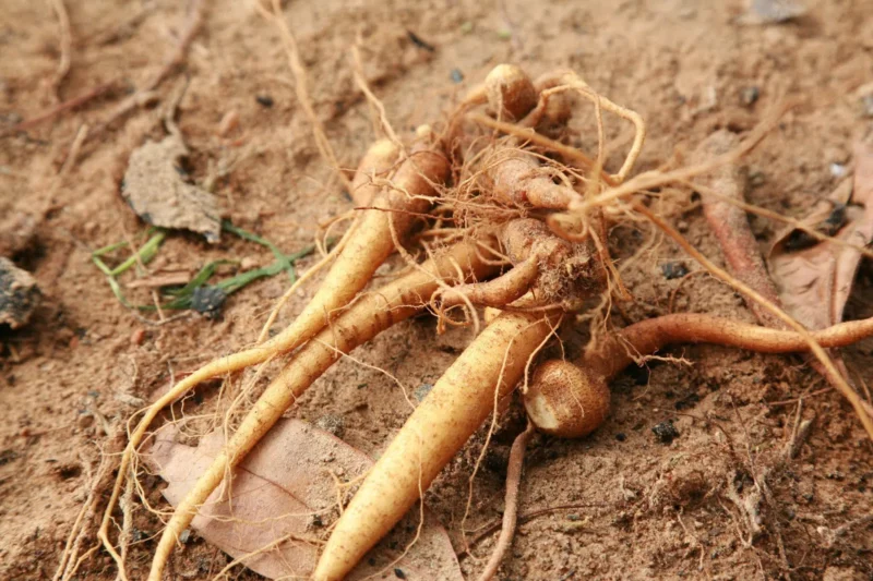 Đặc điểm nhận biết cây sâm đất