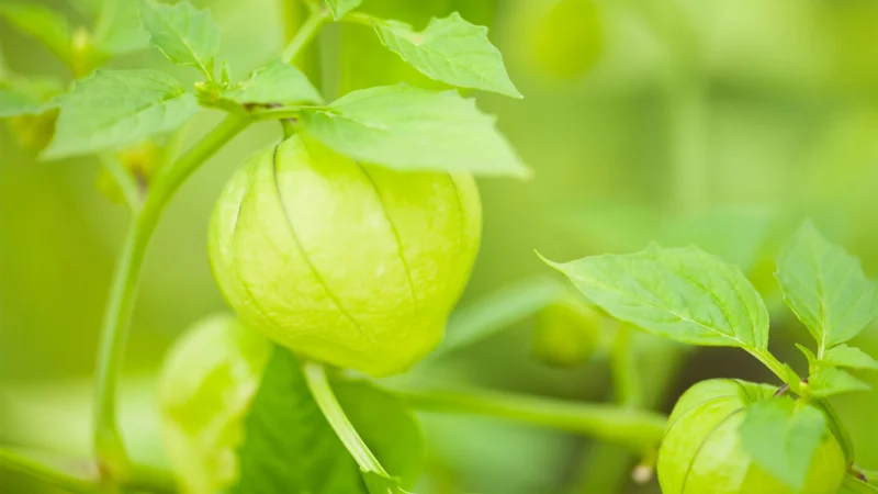 công dụng của cây tầm thước cho sức khỏe