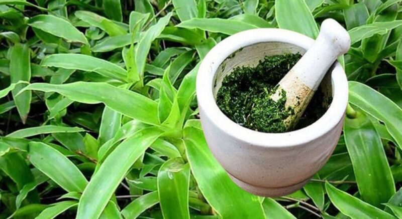 thành phần và tính chất của cây lược vàng theo y học dân gian