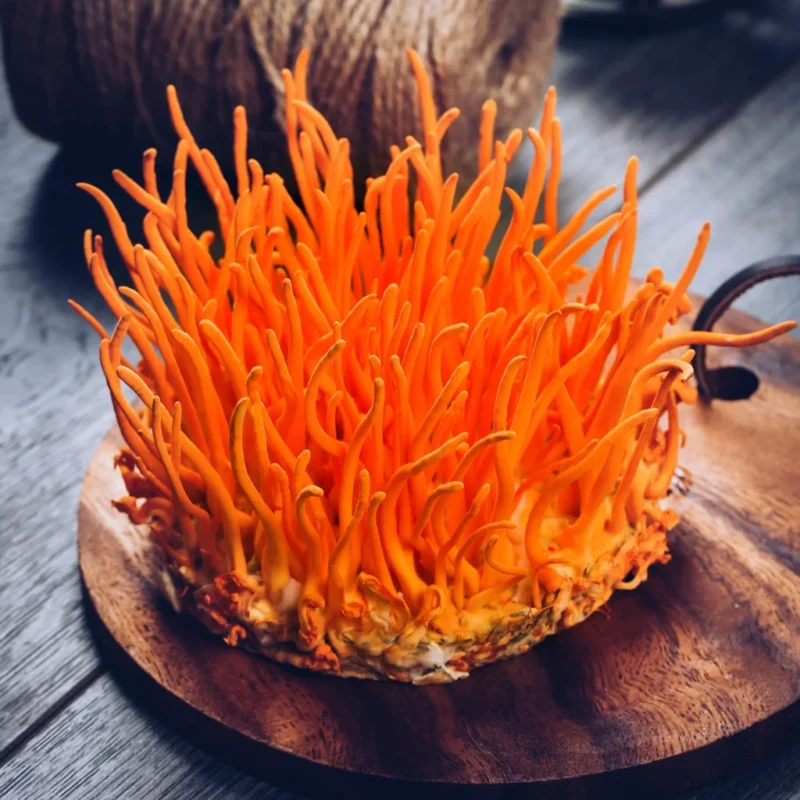 Đông Trùng Hạ Thảo Là Gì?