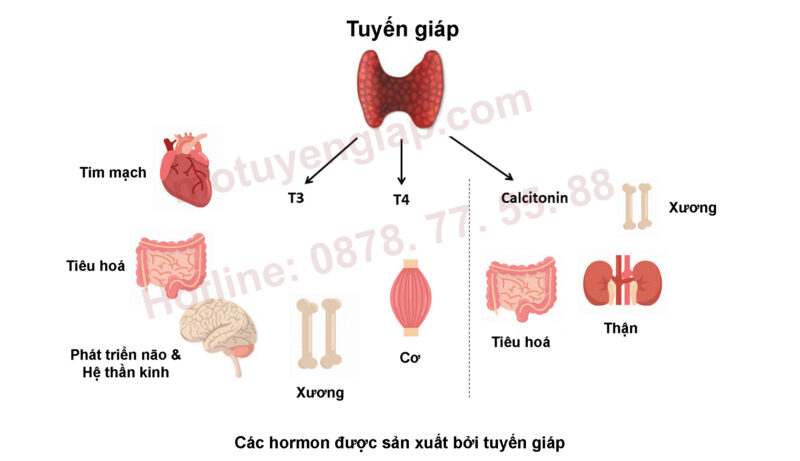 chức năng của giáp tuyến đối với cơ sở