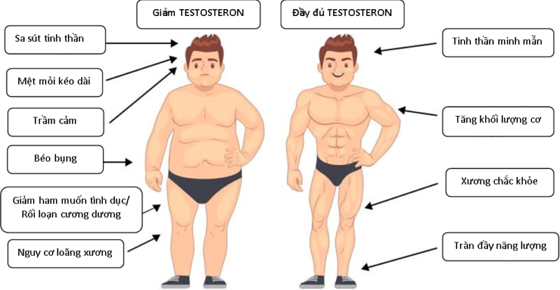 Vai trò quan trọng của testosterone đối với nam giới