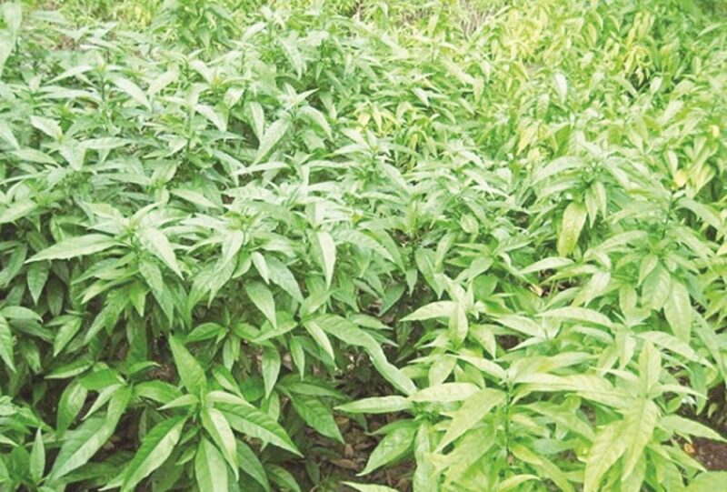 Công cụ của Cây Xương Võ