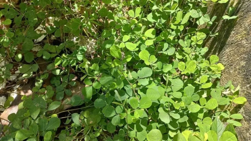 Kim tiền xu là gì?