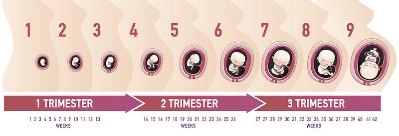 Các Nghiên cứu Thái quan trọng theo từng giai đoạn