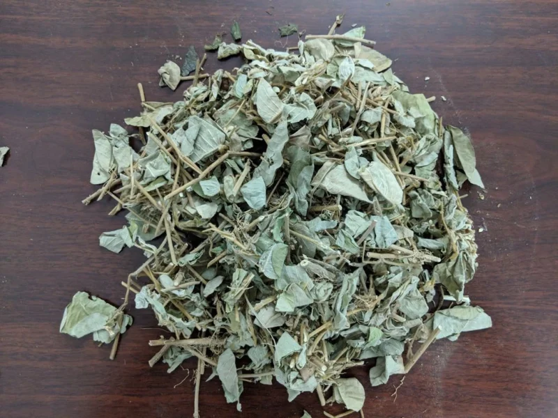 Công dụng của kim tiền thảo