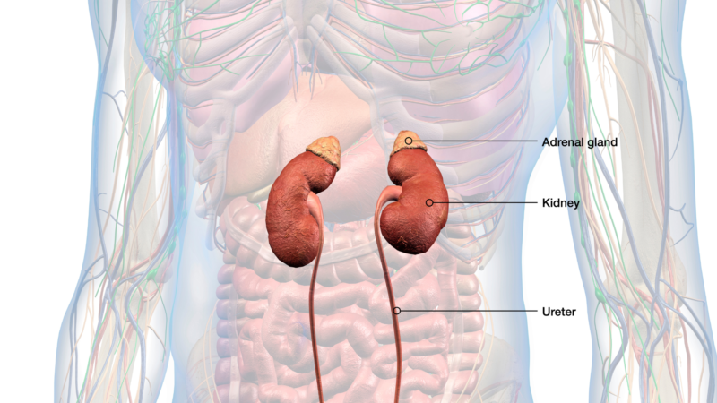 suy thận trọng là gì và vai trò của cẩn thận trong cơ bản