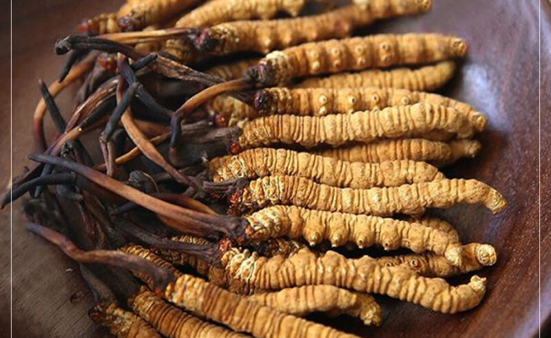 Cách Sử Dụng Đông Trùng Hạ Thảo Hiệu Quả