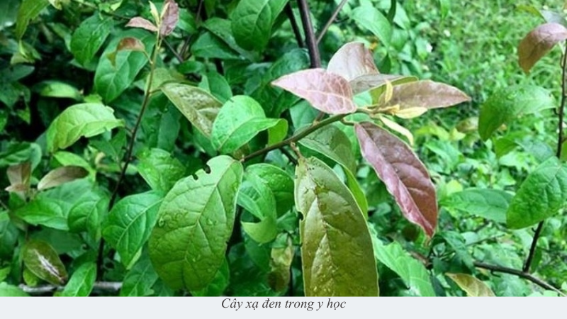 cây xạ đen