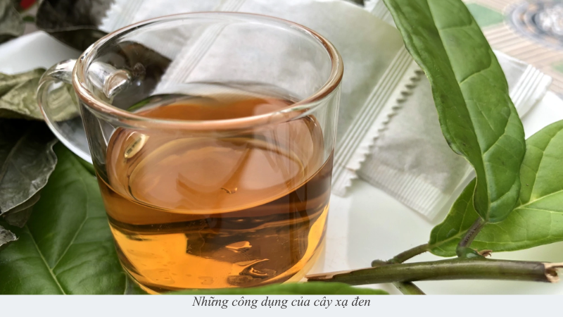 cây xạ đen