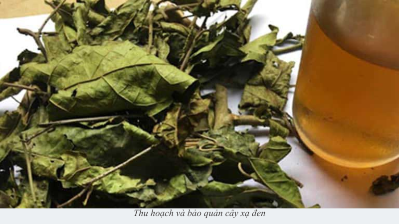 cây xạ đen