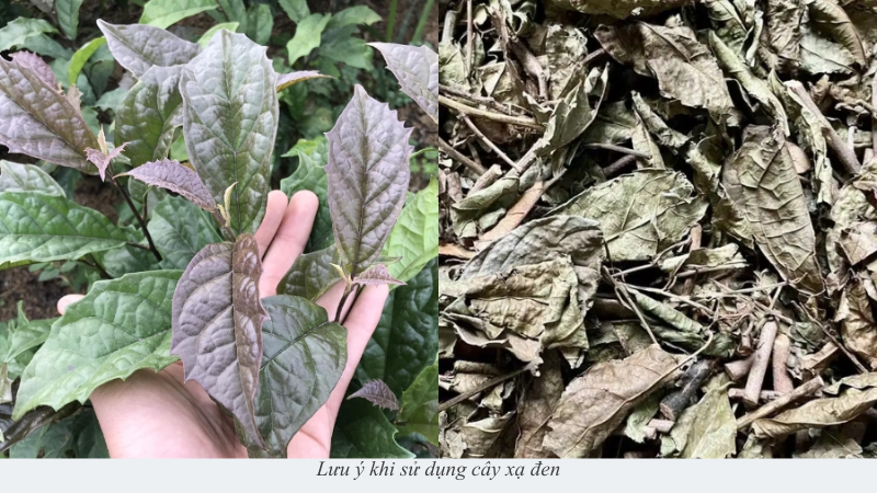 cây xạ đen
