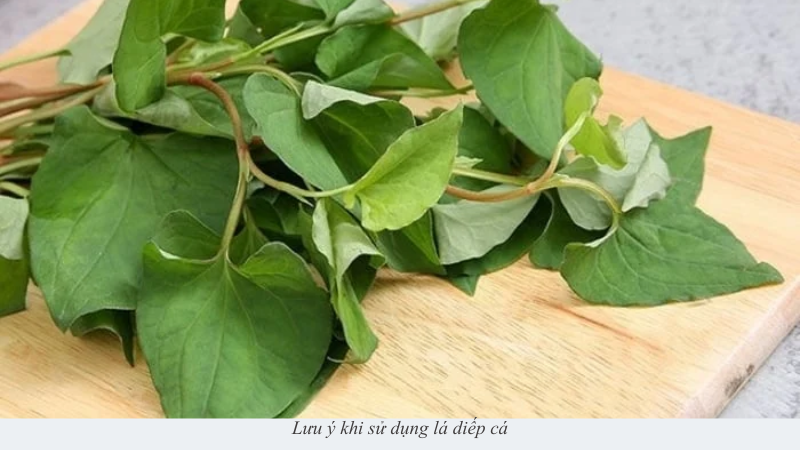lá diếp cá