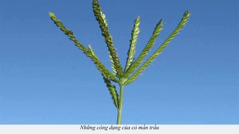 cỏ mần trầu