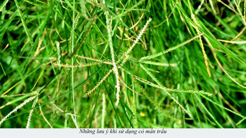 cỏ mần trầu
