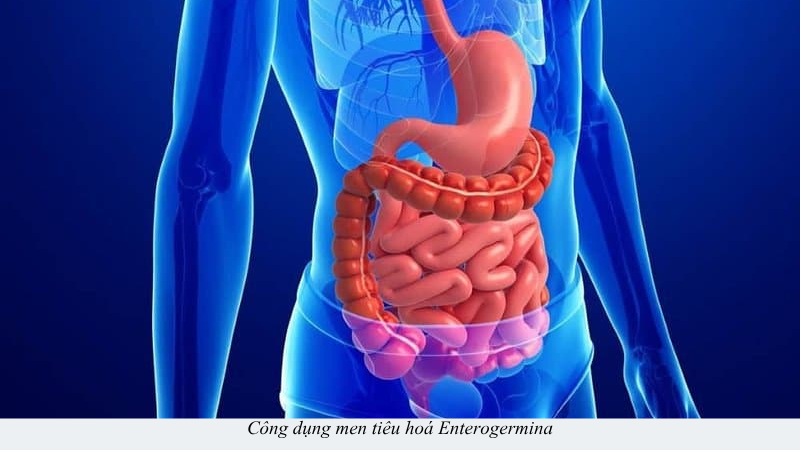 men tiêu hoá enterogermina