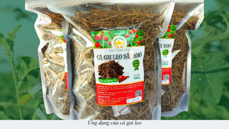 cà gai leo