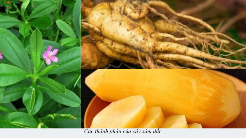 cây sâm đất