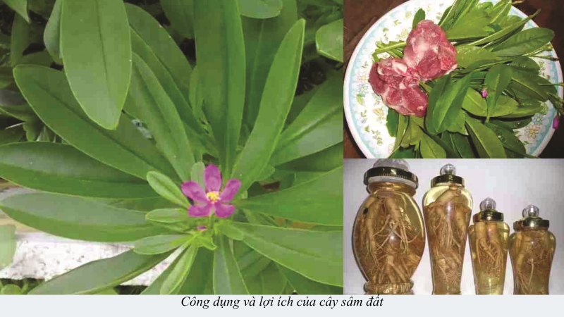 cây sâm đất