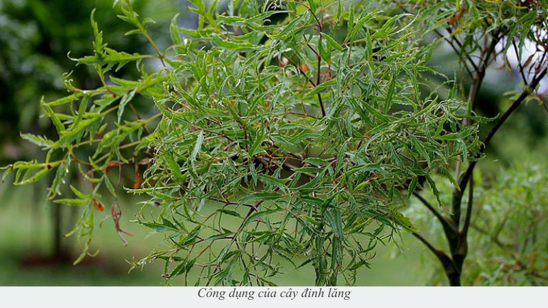 đinh lăng