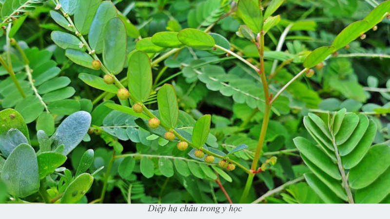 Diệp hạ châu