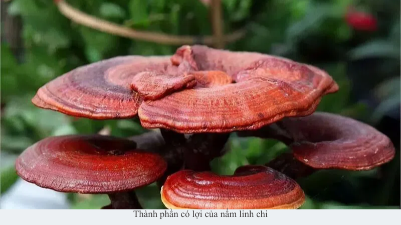 nấm linh chi