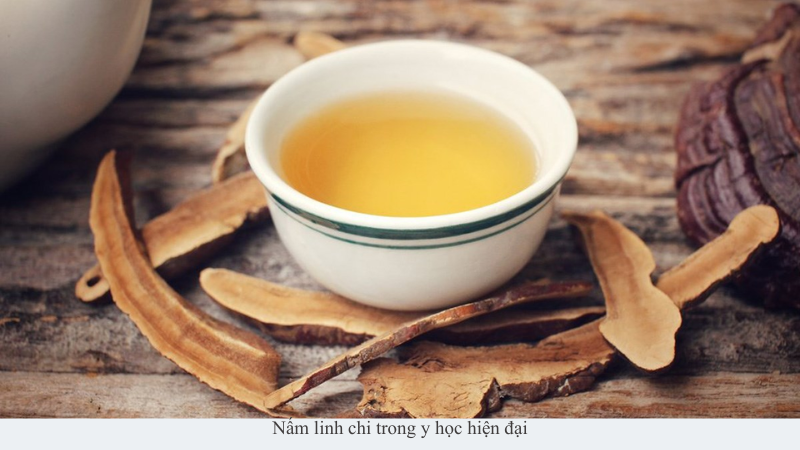 nấm linh chi